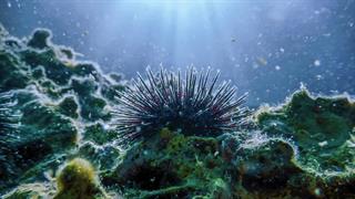 Ποια ζώα κινδυνεύουν με εξαφάνιση λόγω κλιματικής αλλαγής