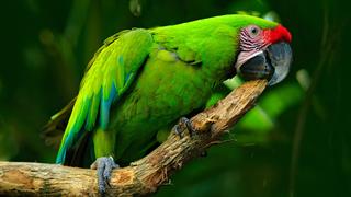 ECDC: Κρούσματα ψιττάκωσης σε ευρωπαϊκές χώρες - Τι είναι η νόσος των παπαγάλων