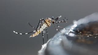 Υπουργείο Υγείας: Ποια είναι τα απειλητικά είδη κουνουπιών - Τα χαρακτηριστικά τους