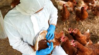 ECDC: Το σενάριο για πανδημία γρίπης πτηνών σε ανθρώπους - Τι αυξάνει τον κίνδυνο