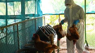 Καμπανάκι και από CDC για την εξάπλωση της γρίπης των πτηνών