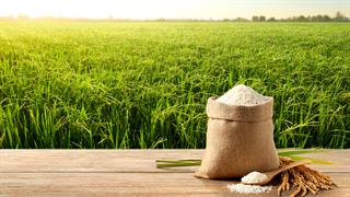 Γενετικά τροποποιημένο ρύζι καταπολεμά την ανεπάρκεια βιταμίνης Β1