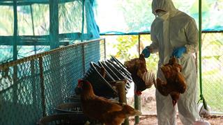 Συναγερμός ΠΟΥ για τη μετάδοση γρίπης των πτηνών σε ανθρώπους
