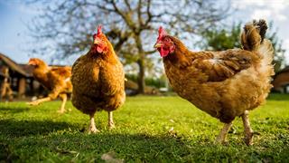 Εμβόλια για τη γρίπη των πτηνών: Φόβοι για ανεπαρκή προσφορά