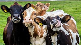 ΠΟΥ: Κίνδυνος μετάδοσης του ιού H5N1 της γρίπης των πτηνών και σε αγελάδες εκτός ΗΠΑ