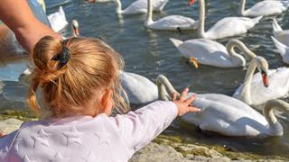Γρίπη των πτηνών:  Χαμηλός ο κίνδυνος μετάδοσης από τα ζώα στον άνθρωπο στις πόλεις 