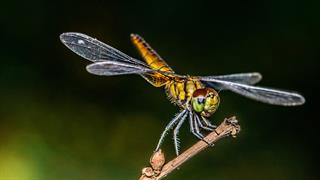 Ποιες ώρες κυκλοφορούν περισσότερο τα έντομα [μελέτη]