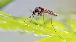 Ελονοσία: Οι περιοχές μετάδοσης μπορούν να συρρικνωθούν 