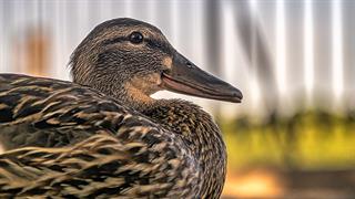 Ο ιός H5N1 της γρίπης των πτηνών εντοπίστηκε σε άγρια πτηνά στη Νέα Υόρκη