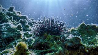 Το παράσιτο που προκαλεί τον αφανισμό των αχινών 