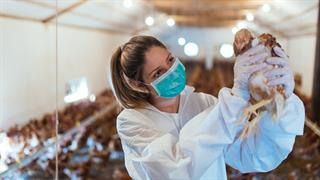 ECDC: Πόσο κινδυνεύουν οι Ευρωπαίοι από τη γρίπη των πτηνών - Οι μεταλλάξεις και το γάλα