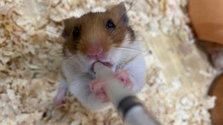 Γρίπη των πτηνών: Ωμό γάλα που περιείχε τον ιό μόλυνε ποντικούς [μελέτη]