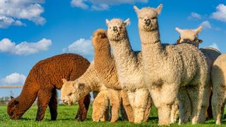 Ο ιός της γρίπης των πτηνών ανιχνεύθηκε για πρώτη φορά σε αλπακά στις ΗΠΑ