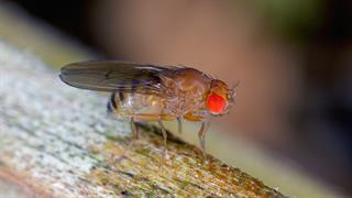 Βιοκτόνο από φλούδα πορτοκαλιού απωθεί την μύγα του ξυδιού προστατεύοντας τα φρούτα