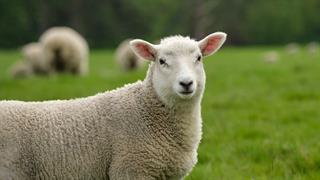 Σε 16 ανέρχονται τα επιβεβαιωμένα κρούσματα πανώλης μικρών μηρυκαστικών