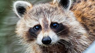 Κολλήσαμε κορωνοϊό τα άγρια ζώα!