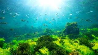 Η πρόληψη της νόσου Πάρκινσον μπορεί να ''κρύβεται'' στα αντιοξειδωτικά των φυκιών [μελέτη]