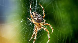 Σοκ από τον θάνατο άνδρα από τσίμπημα καφέ αράχνης 