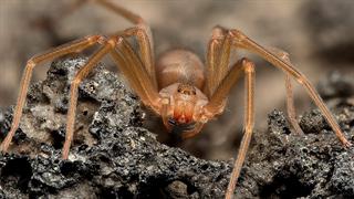 Καφέ αράχνη: Νεκρωτικές δερματικές βλάβες και αιμόλυση από το τσίμπημά της 