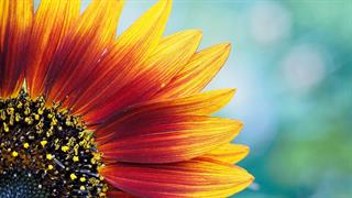 Αυλαία για την ατομική έκθεση φωτογραφίας της Δέσποινας Κατσώχη ''ΑνθίΖω''