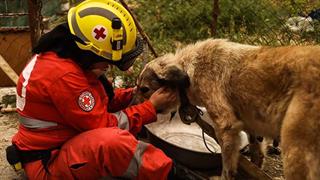 Παγκόσμια Ημέρα Σκύλου: Ενημερωτική δράση στη Θεσσαλονίκη από τον ΕΕΣ