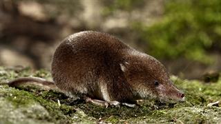 Η απώλεια νερού προκαλεί συρρίκνωση του εγκεφάλου των μυγαλών το χειμώνα