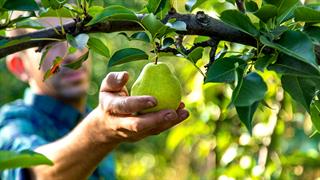 Αχλάδι για την παχυσαρκία και το hangover
