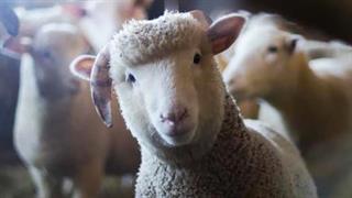 «Έφοδος δέκα ημερών» για να ανακοπεί η ευλογιά των προβάτων