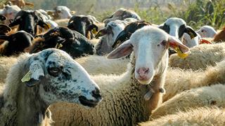 Θεσσαλία: Σε εφαρμογή το σχέδιο 10 ημερών για την ευλογιά των αιγοπροβάτων