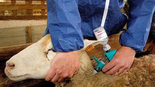 ΕΟΔΥ: Πόσο επικίνδυνη για τη Δημόσια Υγεία είναι η ευλογιά των προβάτων