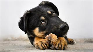 Τα γηραιότερα σκυλιά αποκαλύπτουν πιθανό κλειδί για την καταπολέμηση της ευθραυστότητας