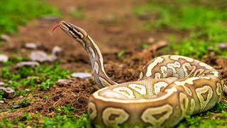 Tα ούρα των φιδιών μπορούν να οδηγήσουν σε καλύτερες θεραπείες για νεφρολιθίαση και αυξημένο ουρικό οξύ