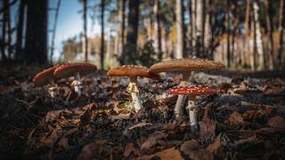 Συμπτώματα από κατανάλωση τοξικών μανιταριών - Ο κίνδυνος θανάτου και ο Ρωμαίος αυτοκράτορας Κλαύδιος