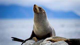 Το γάλα φώκιας έχει θεραπευτικές ιδιότητες και θωρακίζει το ανοσοποιητικό