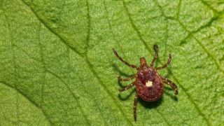 Εντοπίστηκε γενετικός στόχος για την καταπολέμηση της εγκεφαλίτιδας από τσιμπούρια