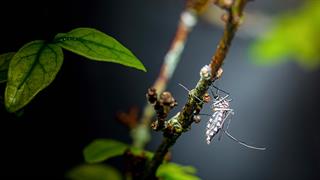 Πως αντιμετωπίζουν στην Αυστρία την ασιατική γρίπη που προκαλείται από τα κουνούπια