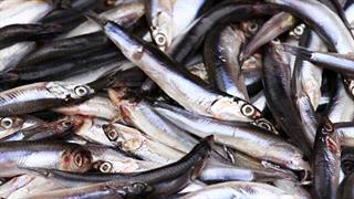 FAO: Χάθηκε η ελληνική πρωτιά σε τσιπούρα και λαβράκι