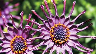 Επιστημονική  ημερίδα για τα σπάνια φάρμακα