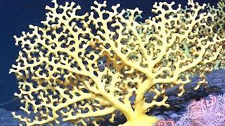 Στα κοράλλια κρύβεται ''όπλο'' κατά του AIDS