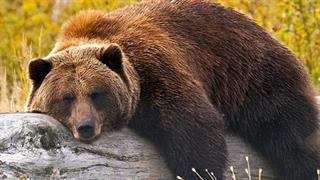 Τα οφέλη της τεμπελιάς