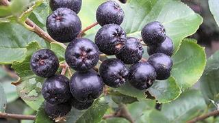 Έρευνα: Τα μαύρα φραγκοστάφυλα ενισχύουν τη χημειοθεραπεία