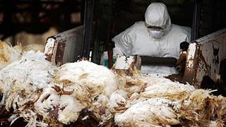 Η Γερμανία ανέφερε το πρώτο περιστατικό γρίπης των πτηνών στην Ευρώπη 