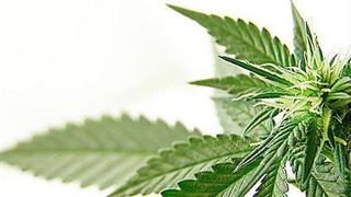 Το παθητικό κάπνισμα μαριχουάνας βλάπτει τα αιμοφόρα αγγεία 