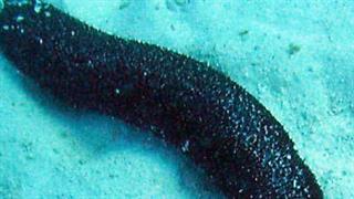 Πώς χρησιμεύει το αγγούρι της θάλασσας στον καρκίνο;