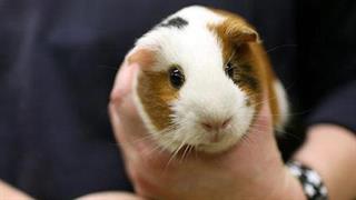 Τα ζώα μειώνουν το κοινωνικό άγχος σε παιδιά με αυτισμό 