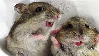 Αποκατάσταση ακοής σε ποντίκια με γονιδιακή θεραπεία