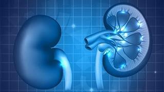 Λειτουργικοί αποδείχτηκαν νεφροί που αναπτύχθηκαν στο εργαστήριο 