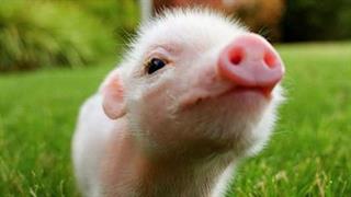 Αποτελεσματικότερη καταπολέμηση των μεταδοτικών νόσων των ζώων