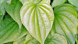 Βότανα και υπογονιμότητα