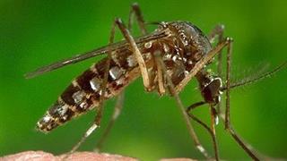 ΠΟΥ: Η έξαρση του ιού Ζίκα πυροδοτήθηκε από αποτυχία ελέγχου των κουνουπιών